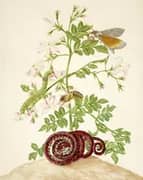 Spanish Jasmine With Ello Sphinx Moth and Garden Tree Boa By Maria Sibylla Merian