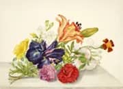 Still Life With Flowers Tied at the Stems By Maria Sibylla Merian