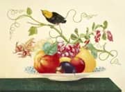 Still Life With Golden Headed Manakin By Maria Sibylla Merian