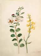 Study of Capers Gorse and a Beetle By Maria Sibylla Merian