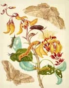 Swamp Immortelle With Giant Silk Moth By Maria Sibylla Merian