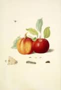 Two Apples With Gypsy Moth By Maria Sibylla Merian