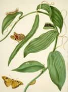 Vanilla With Gulf Fritillary By Maria Sibylla Merian