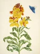 Wallflower With Blue Butterfly By Maria Sibylla Merian