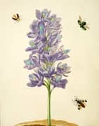 Water Hyacinth By Maria Sibylla Merian