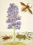 Water Hyacinth With Marbled or Veined Tree Frogs and Giant Water Bugs By Maria Sibylla Merian