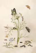 Wild Fennel With Swallowtail Butterfly and Its Caterpillar and Chrysalis By Maria Sibylla Merian