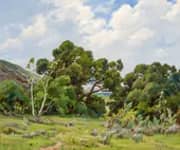 California Live Oaks By Anna Althea Hills