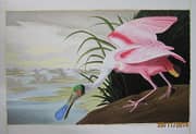 Roseate Spoonbill 1935