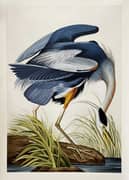John James Audubon, Great Blue Heron 1821