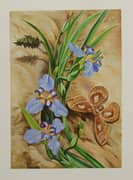 Marianne North, Palma de Santa Rita and Atlas Moth Brazil 1880