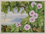 Marianne North Ipomoea and Vavangue with Mahe Harbour in The Distance
