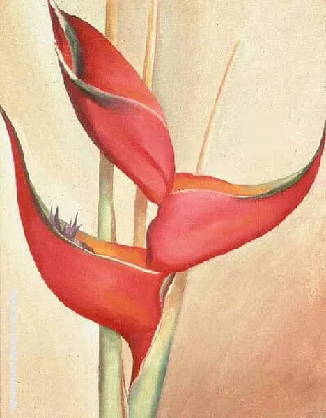 Not from my Garden by Georgia O'Keeffe | Oil Painting Reproduction
