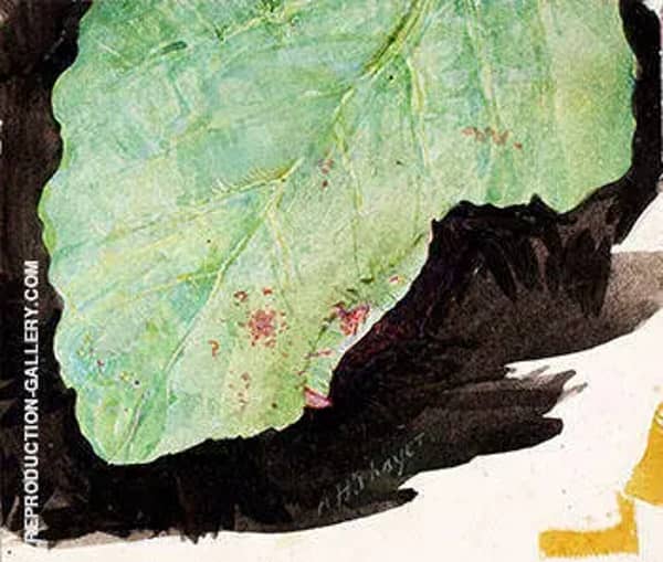 Heterocampa Biundata Walker II | Oil Painting Reproduction