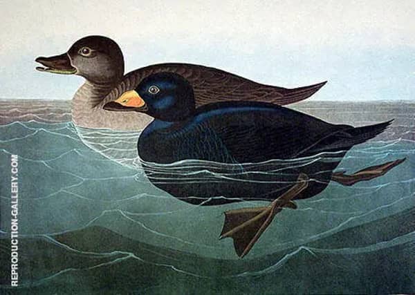 American Scoter Duck by John James Audubon | Oil Painting Reproduction