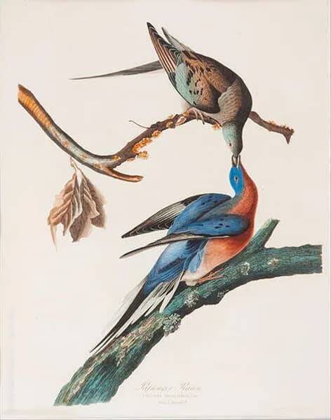Passenger Pigeon by John James Audubon | Oil Painting Reproduction