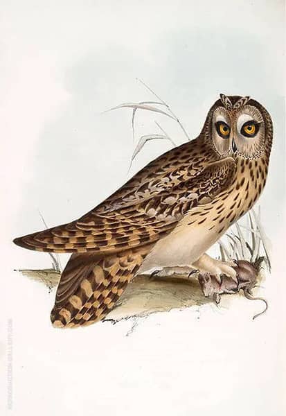 A Short Eared Owl by John James Audubon | Oil Painting Reproduction