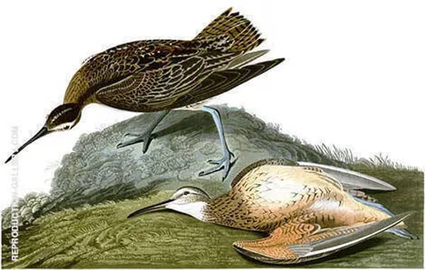Eskimo Curlew by John James Audubon | Oil Painting Reproduction