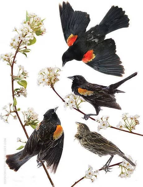 Red Winged Blackbird by John James Audubon | Oil Painting Reproduction