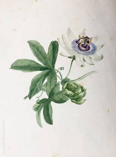 Passion Flower 1890 by Emma Minnie Boyd | Oil Painting Reproduction