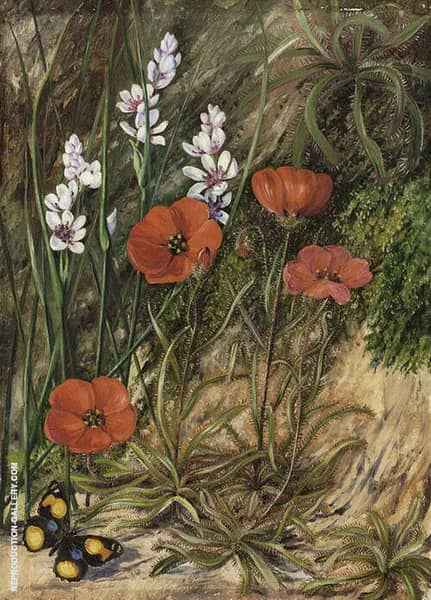 A South African Sundew and Associate | Oil Painting Reproduction