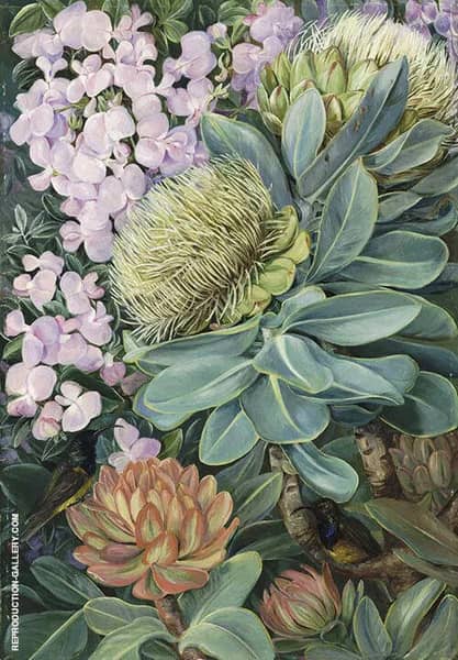 Flowers of The Wagenboom and a Podalyria and Honeysuckers | Oil Painting Reproduction