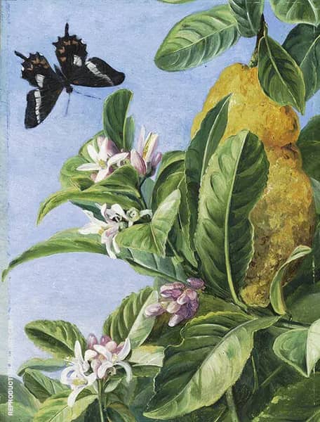 Foliage Flowers and Fruit of The Citron and Butterfly Painted in Brazil | Oil Painting Reproduction