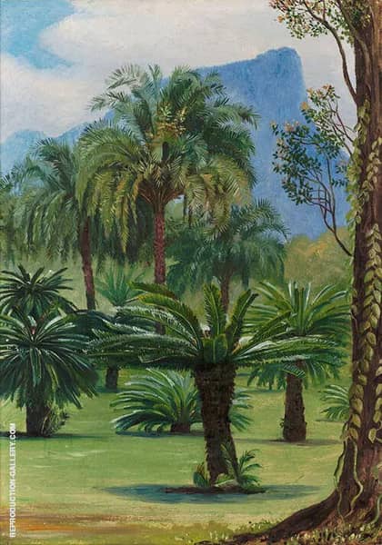 Group of Sago Yielding Cycads in The Botanic Garden at Rio Janeiro 1880 | Oil Painting Reproduction