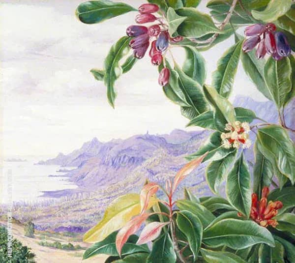 The Clove in Fruit and View over Mahe Seychelles | Oil Painting Reproduction