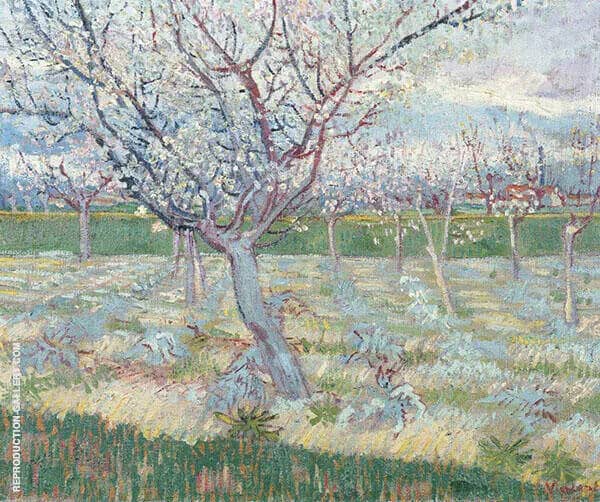 Apricot Trees in Blossom by Vincent van Gogh | Oil Painting Reproduction