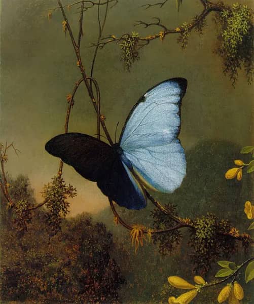 Blue Morpho Butterfly by Martin Johnson Heade | Oil Painting Reproduction