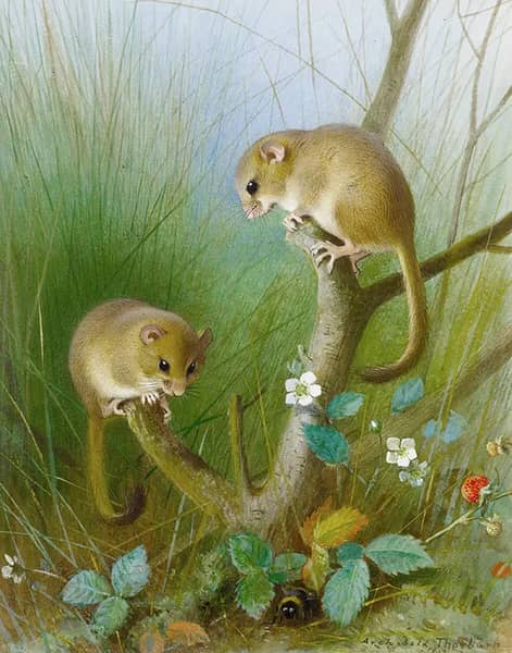 Dormice 1903 by Archibald Thorburn | Oil Painting Reproduction