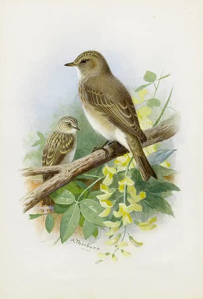 Spotted Flycatchers by Archibald Thorburn | Oil Painting Reproduction