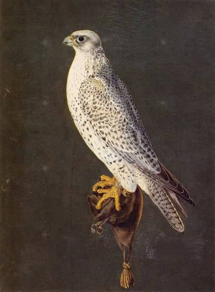 Gyrfalcon by Giuseppe Arcimboldo | Oil Painting Reproduction