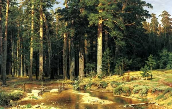 Mast Tree Grove 1898 by Ivan Shishkin | Oil Painting Reproduction
