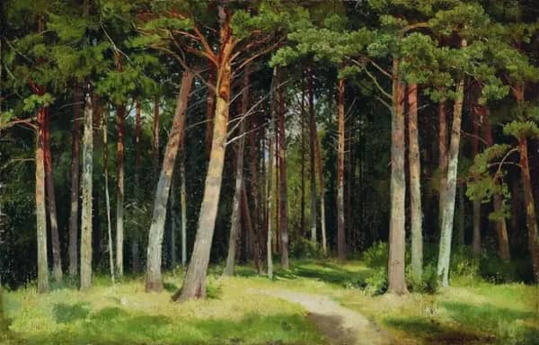 Pine Forest 1885 by Ivan Shishkin | Oil Painting Reproduction