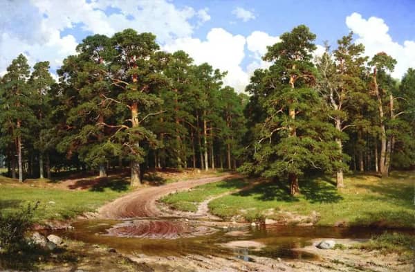 Pine Forest 1895 by Ivan Shishkin | Oil Painting Reproduction