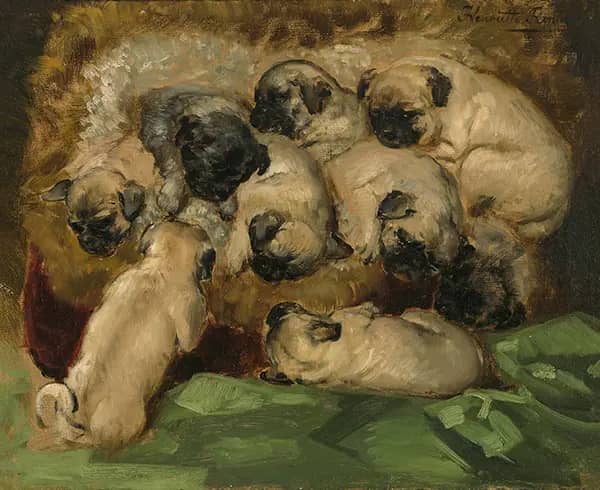 A Litter of Pugs by Henriette Ronner Knip | Oil Painting Reproduction
