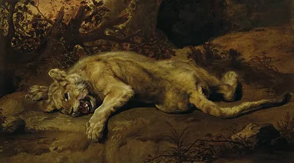 Lying Lioness by Frans Snyders | Oil Painting Reproduction