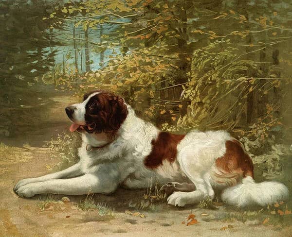 Saint Bernard Laying in the Forest | Oil Painting Reproduction