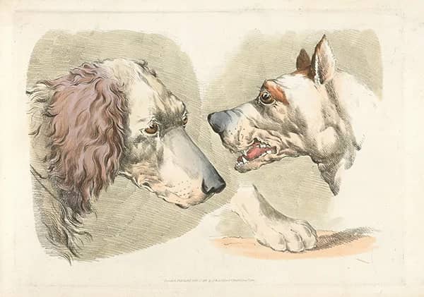 Two Dogs Heads and a Paw by Henry Alken | Oil Painting Reproduction