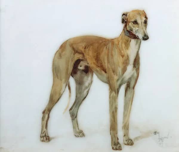 A Fawn Greyhound 1897 by Cecil Aldin | Oil Painting Reproduction