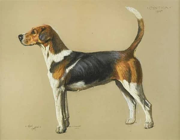 Cynthia a Foxhound 1914 by Cecil Aldin | Oil Painting Reproduction