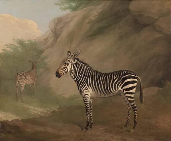 Zebra 1803 by Jacques-Laurent Agasse | Oil Painting Reproduction