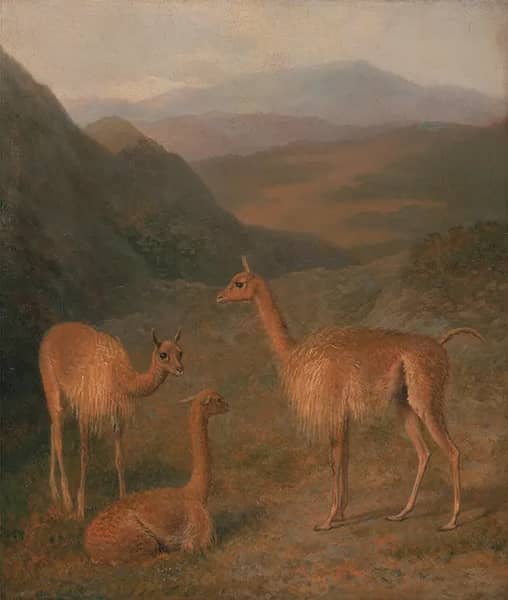 Vicunas 1831 by Jacques-Laurent Agasse | Oil Painting Reproduction