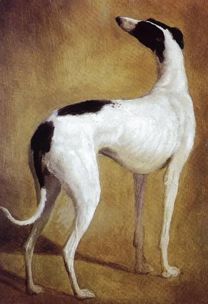 Study of a Greyhound by Jacques-Laurent Agasse | Oil Painting Reproduction