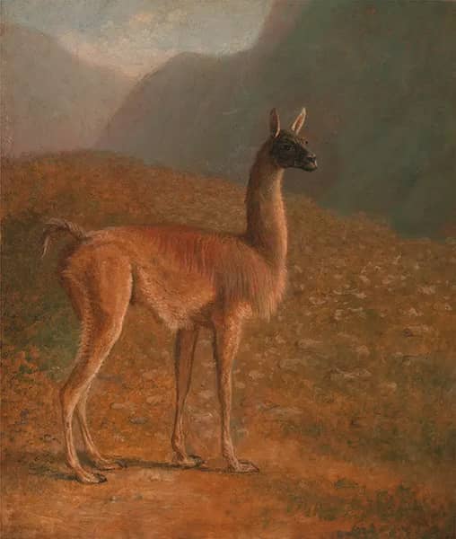 Guanaco 1848 by Jacques-Laurent Agasse | Oil Painting Reproduction