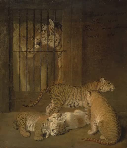 Group of Whelps Bred between a Lion and a Tigress 1825 | Oil Painting Reproduction