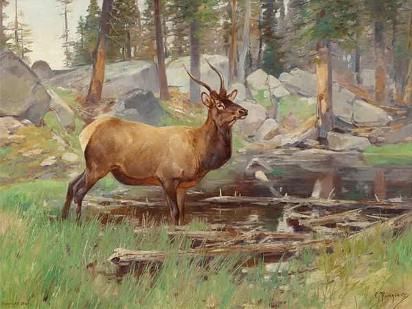 Elk 1906 by Carl Rungius | Oil Painting Reproduction