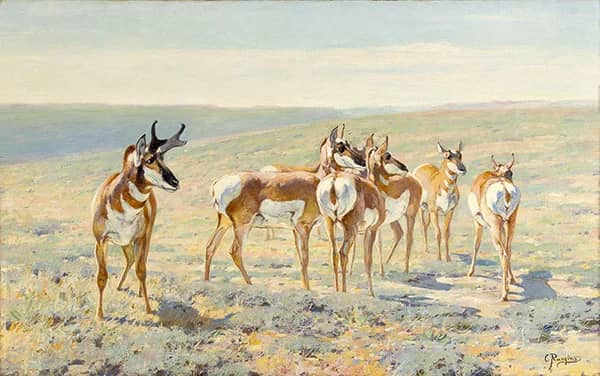 Pronghorn Antelope c1900 by Carl Rungius | Oil Painting Reproduction